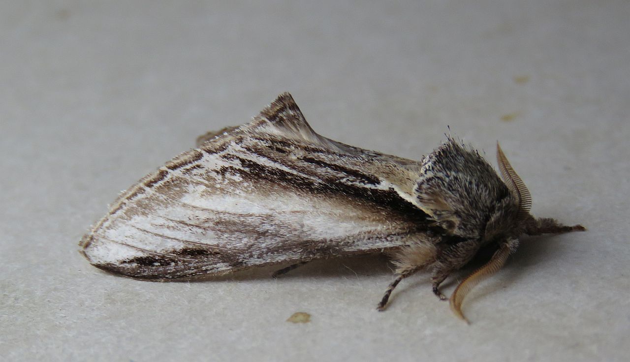  Swallow Prominent 